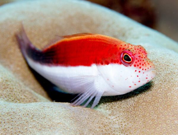 Freckled Hawkfish