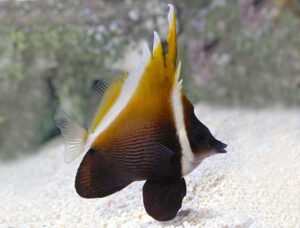 Heniochus Brown Butterflyfish