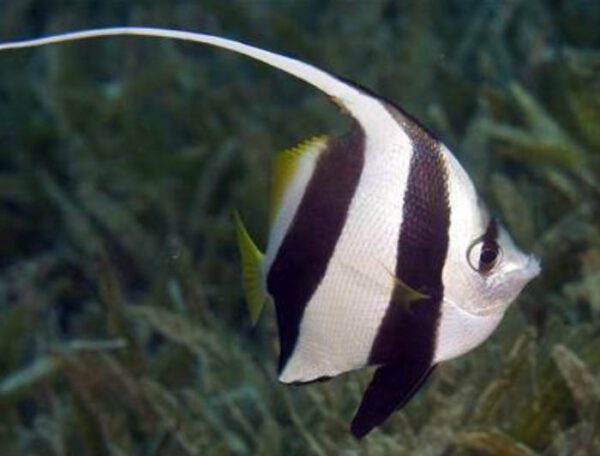 Heniochus Butterflyfish