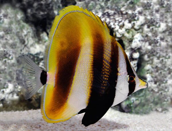 Hi Fin Coradion Butterflyfish