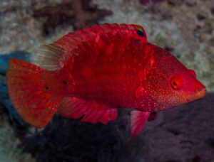 Longjaw Red Wrasse