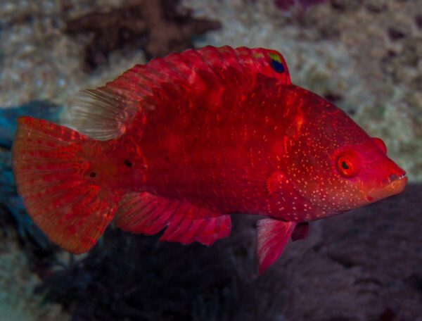 Longjaw Red Wrasse