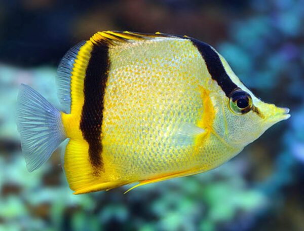 Marcella Butterflyfish