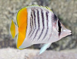 Mertensii Butterflyfish