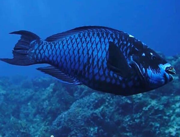 Midnight Parrotfish