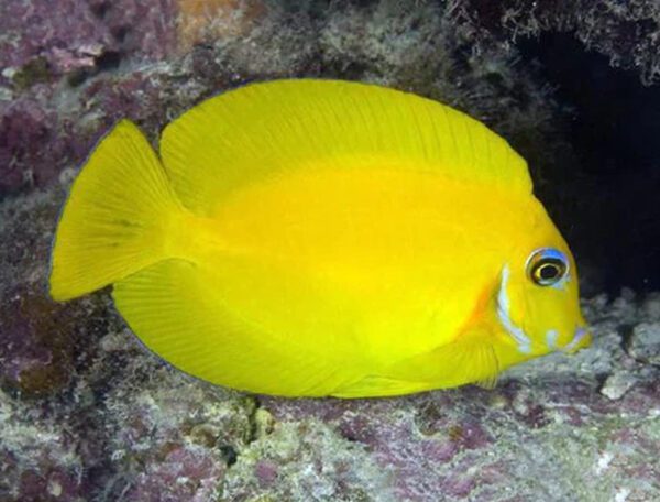 Mimic Tang (Juvenile)