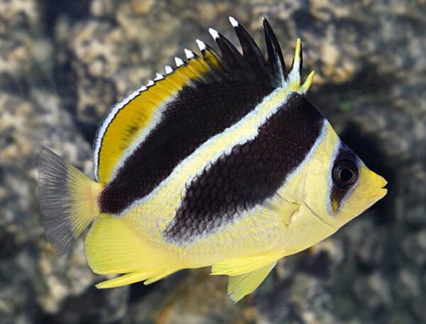 Mitratus Butterflyfish