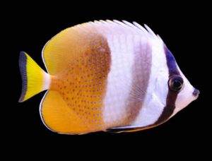 Orange Kleins Butterflyfish