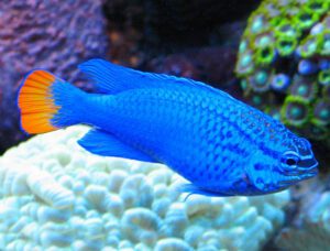 Orangetail Damselfish