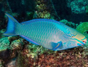 Queen Parrotfish