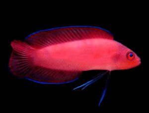 Red Serosa Dottyback