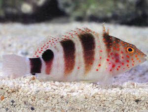 Redspotted Hawkfish