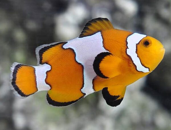 Snowflake Clownfish