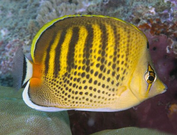 Spotband Butterflyfish