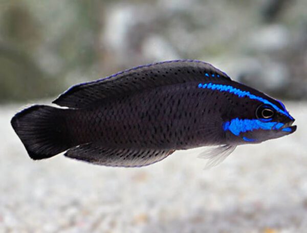 Springeri Dottyback