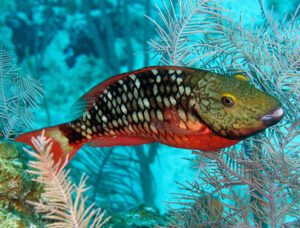 Stoplight Parrotfish