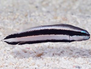 Striped Dottyback