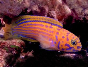 Tattoo Jawfish