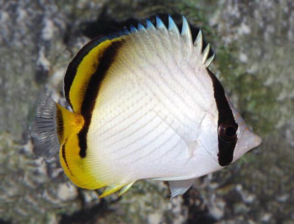 Vagabond Butterflyfish