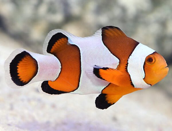 Wide Bar Clownfish