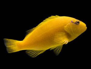 Yellow Hawkfish