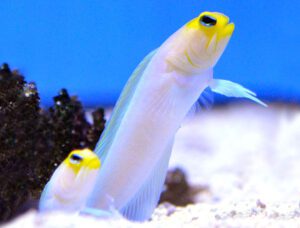 Yellow Headed (Pearly) Jawfish