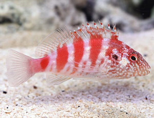 Blood Red Hawkfish