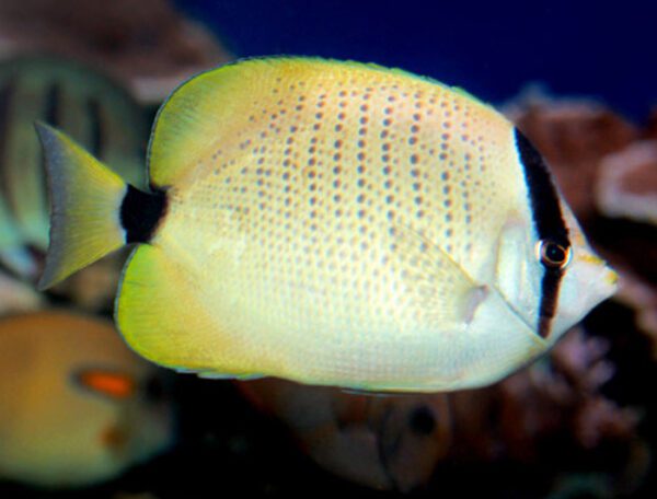 Lemon Millet Butterflyfish