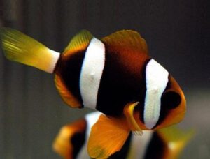 Clarkii Clownfish