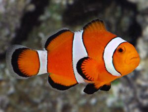 Ocellaris Clownfish