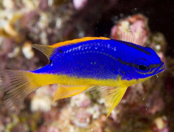 Fiji Damselfish