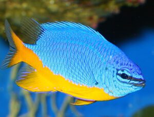 Kupang Damselfish