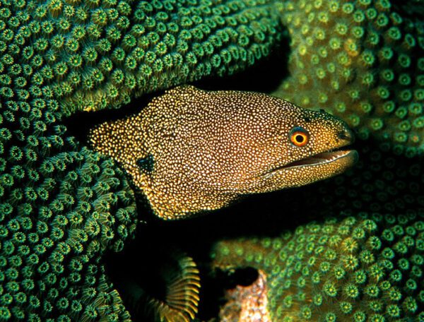 Abbotts Eel