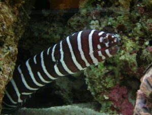 Zebra Eel