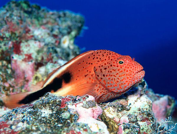 Blackside Hawkfish