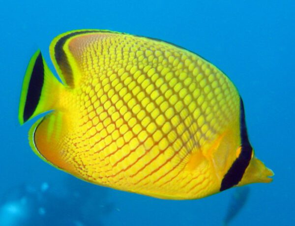 Latticed Butterflyfish (Chaetodon rafflesii). The Bistro, Beqa Lagoon, Fiji