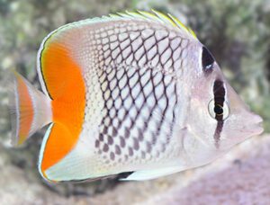 Pearlscale Butterflyfish