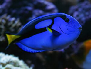 Blue Hippo Tang