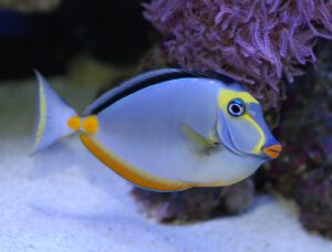 Naso Tang