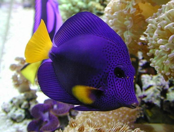 Purple Tang