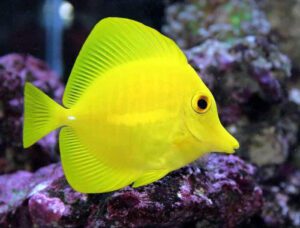 Yellow Tang