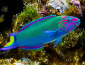 Lunare Wrasse