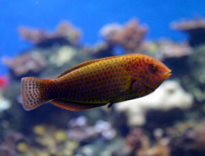 Potter's Wrasse