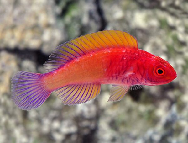 Red Velvet Fairy Wrasse