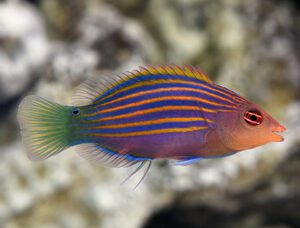 Six Line Wrasse