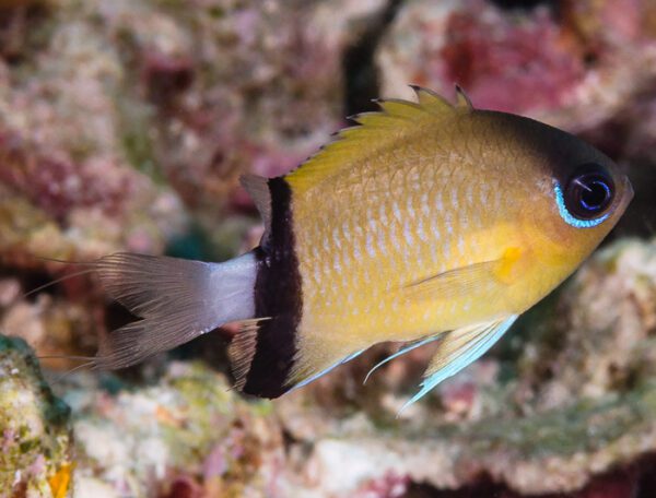 Blackbar Chromis