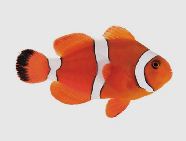 Blood Orange Clownfish