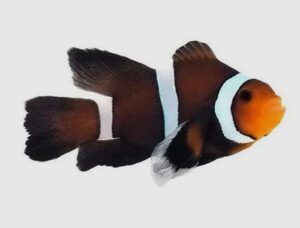 Chocolate Mocha Roundtail Longfin Clownfish