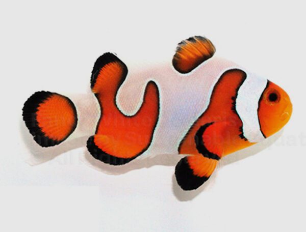 DaVinci Clownfish