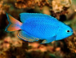 Electric Blue Damselfish